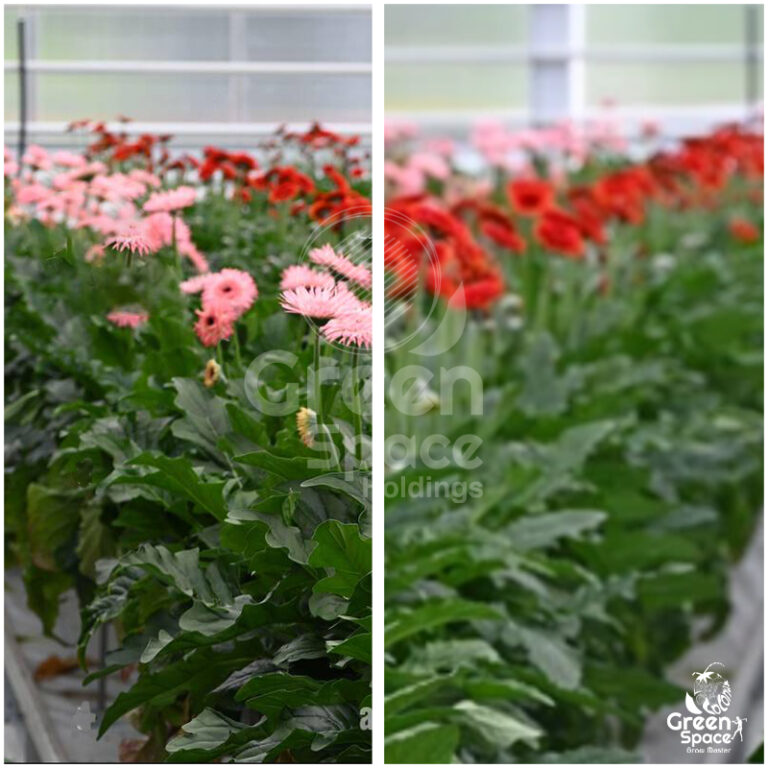 Green Space GerMIX Grow Bag » Green Space Holdings