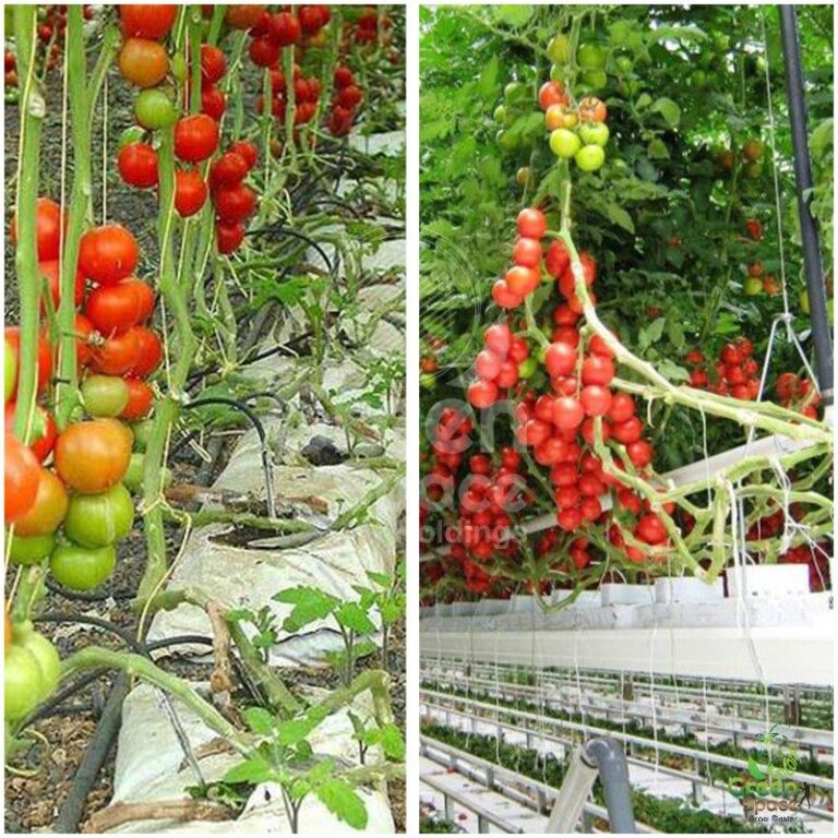 Green Space MatoMIX Grow Bag » Green Space Holdings