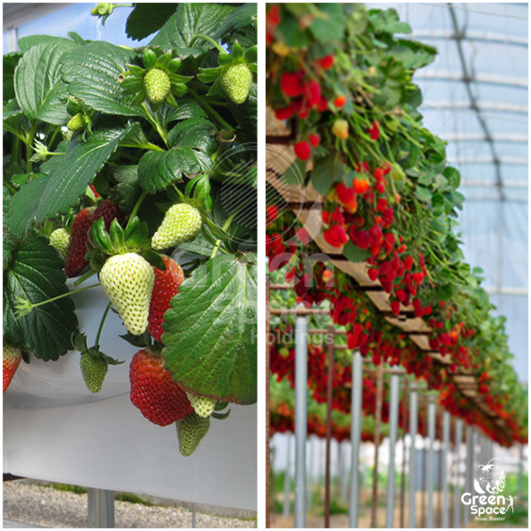 Green Space StrawMIX Grow Bag » Green Space Holdings