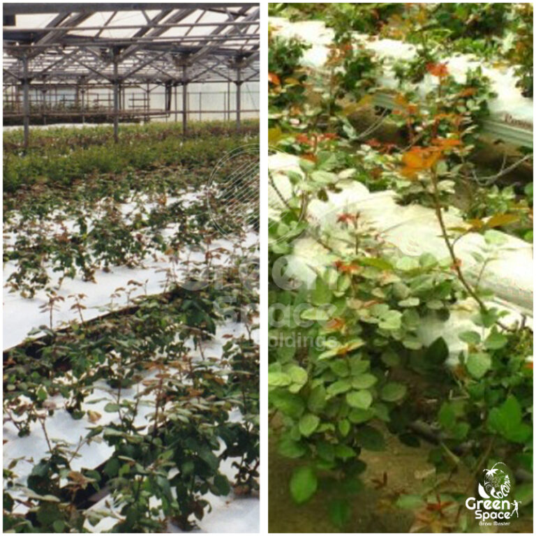 Green Space RoMIX Grow Bag » Green Space Holdings