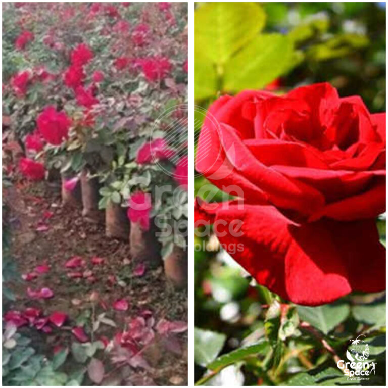 Green Space RoMIX Planter Bag » Green Space Holdings